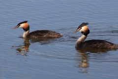 Great Crested Grebes (Podiceps cristatus)