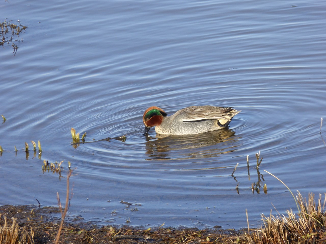 Teal (Anas crecca), male, Lakeside, Doncaster.