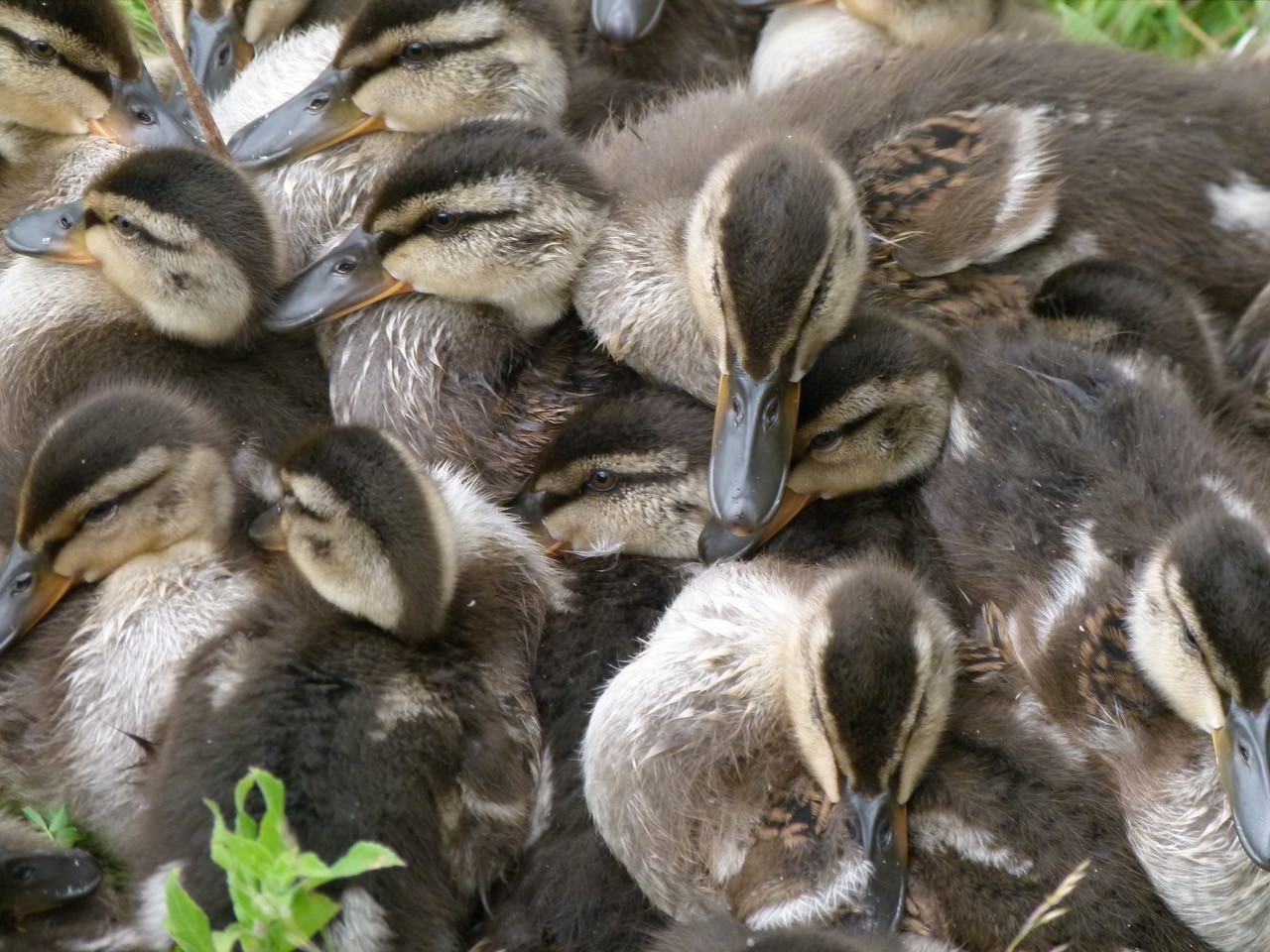 Mallard ducklings (Anas platyrhynchos), Lakeside Doncaster.