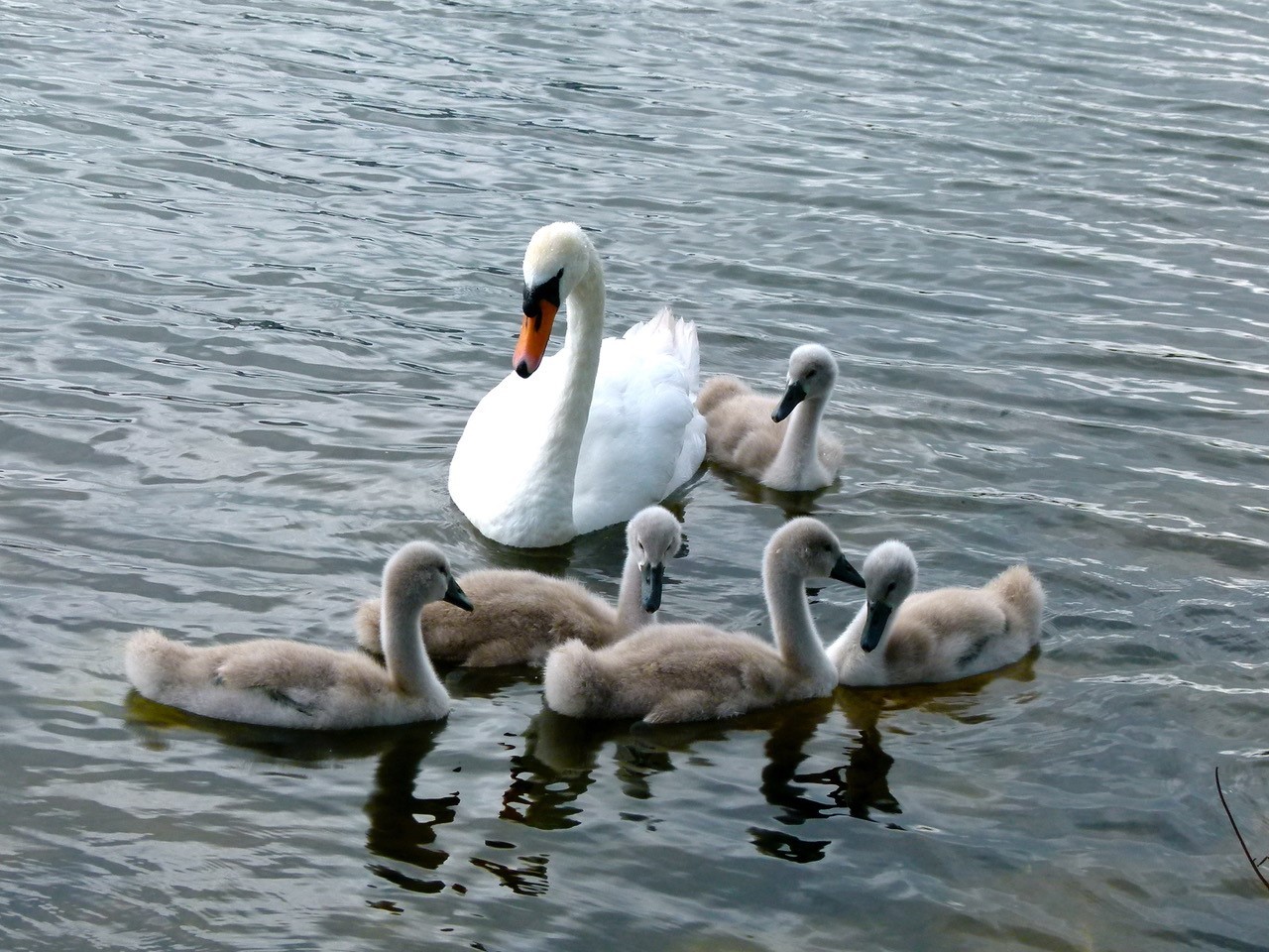 Mute Swan (Cygnus olorat), Lakeside, Doncaster.