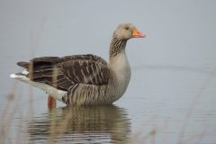 Greylag Goose (Anser anser), Adwick Washlands.