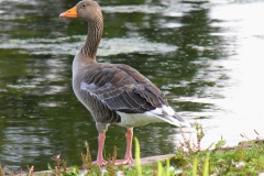 Greylag Goose (Anser anser), Clumber Park.