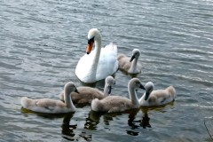 Mute Swan (Cygnus olorat), Lakeside, Doncaster.