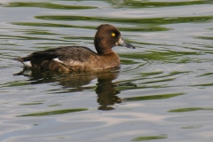 Tufted Duck (Aythya fuligula), Clumber Park.