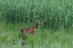 Roe-Deer-