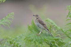 Tree Pipit, Budby Common