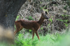 Roe Deer (f) - RSPB Budby.