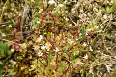 Rue-leaved Saxifrage