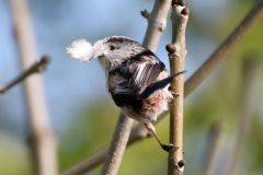 Long-tailed-Tit-scaled