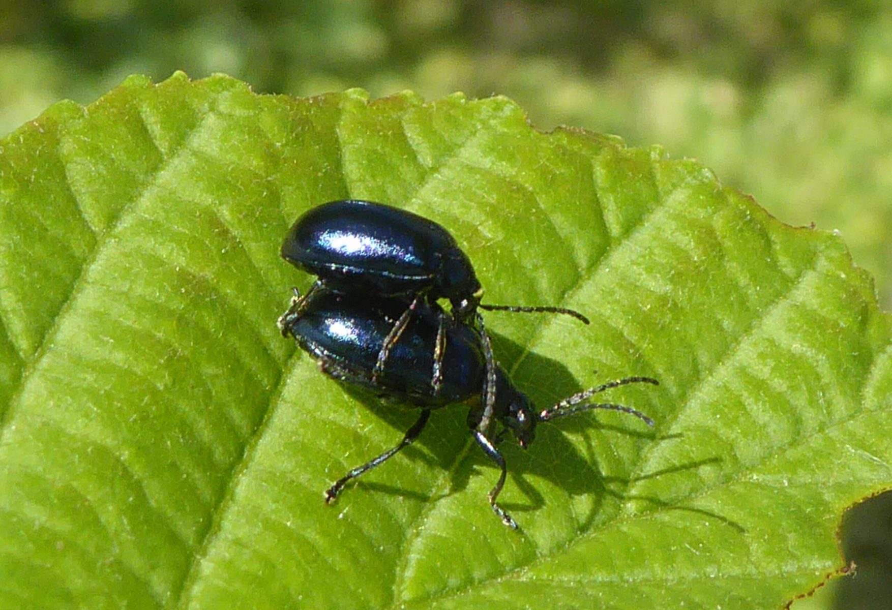 Alder beetles