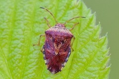 Elasmucha grisea - Parent Bug, Woodside Nurseries, Austerfield.