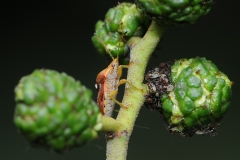 Elasmucha grisea - Parent Bug, Clumber Park NT