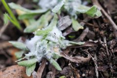 Eriosoma lanigerum -  Woolly-aphid on Common Cudweed, Thorne Moor, Blackwater East.