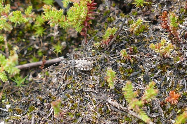 Coranus woodroffei -  Assasin-bug,, Thorne Moor