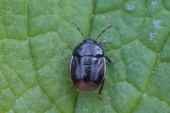 Legnotus limbosus - Bordered Shieldbug, Woodside Nurseries, Austerfield