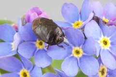 Sehirus luctuosus - Forget-me-Not Shieldbug, Woodside Nurseries, Austerfield.
