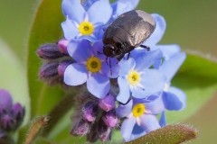 Sehirus luctuosus - Forget-me-Not Shieldbug, Woodside Nurseries, Austerfield.
