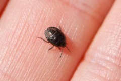 Sehirus luctuosus - Forget-me-not Shieldbug (nymph), Woodside Nurseries, Austerfield