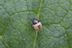 Tritomegas bicolor - Pied Shieldbug (nymph), Woodside Nurseries, Austerfield.
