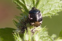 Tritomegas bicolor - Pied Shieldbug, Woodside Nurseries, Austerfield