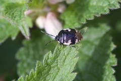 Tritomegas bicolor - Pied Shieldbug, Woodside Nurseries, Austerfield.
