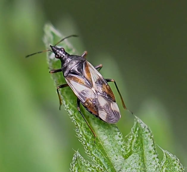 Anthocoris nemorum - Common Flower Bug, Thorne Moor