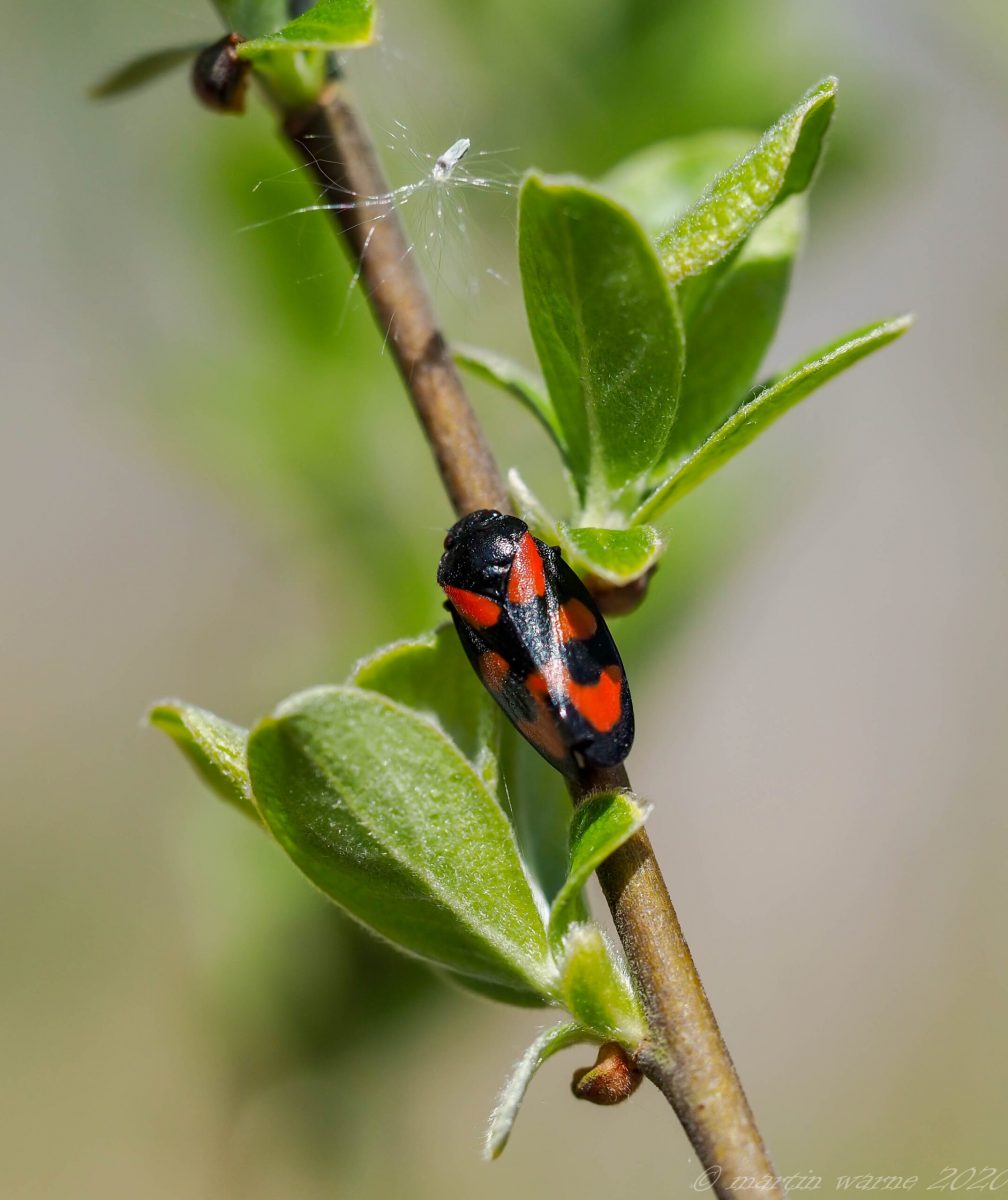 Cercopis vulnerata - Red-and-black Froghopper, Thorne Moor
