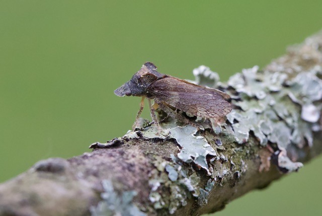 Ledra aurita - Eared Leafhopper, Woodside Nurseries, Austerfield.