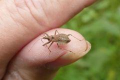 Himacerus apterus - Tree Damsel Bug