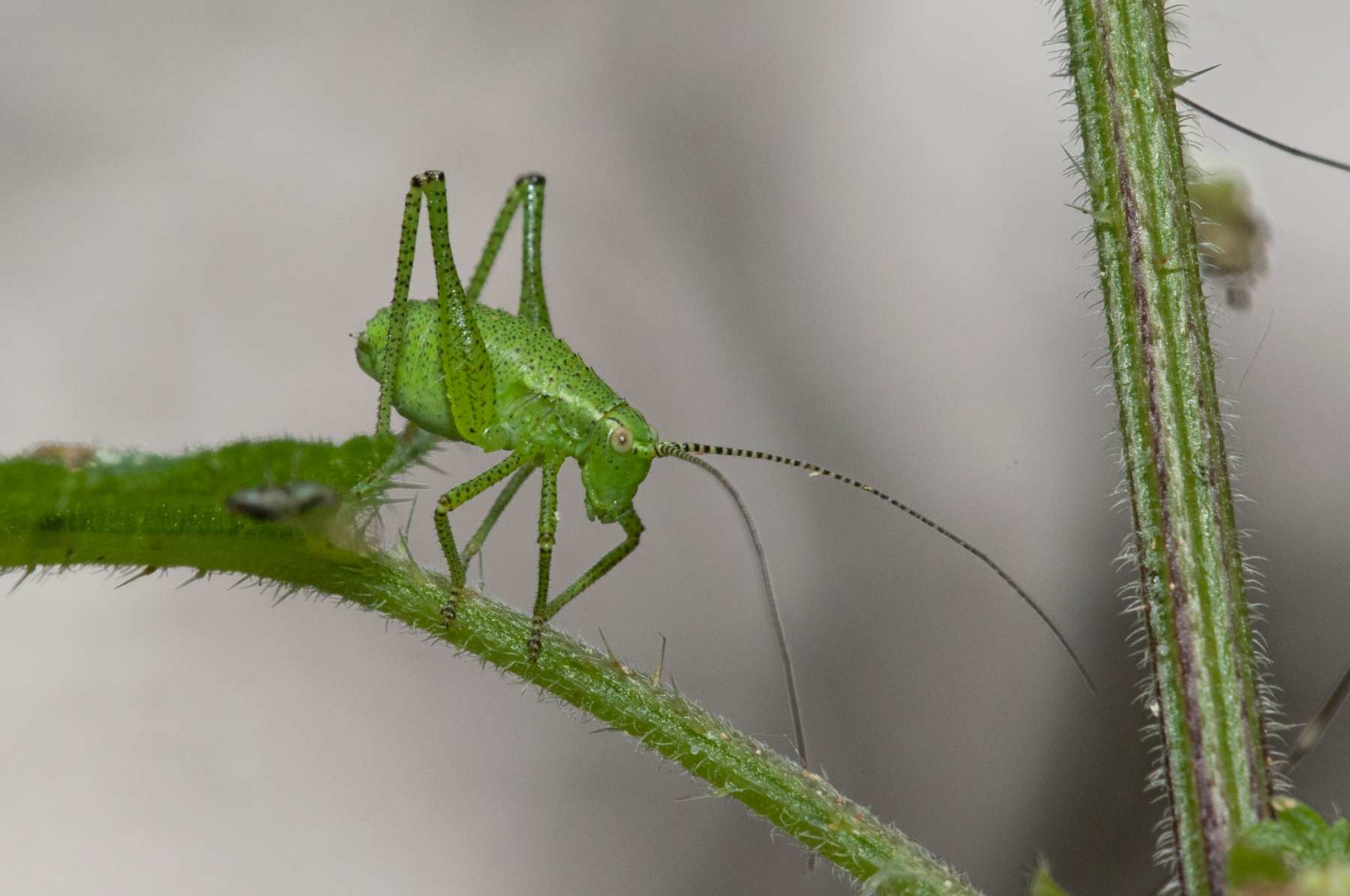 Leptophyes punctatissima - Speckled Bush Cricket (Juvenile male), Barrow Hills NR