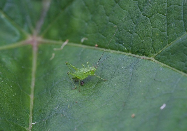 Leptophyes punctatissima, - Speckled Bush Cricket, (nymph), Treswell Wood, Notts.