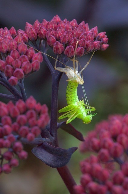 Leptophyes punctatissima, - Speckled Bush Cricket, (shedding its skin), Breezy Knees Gardens, Yorks.