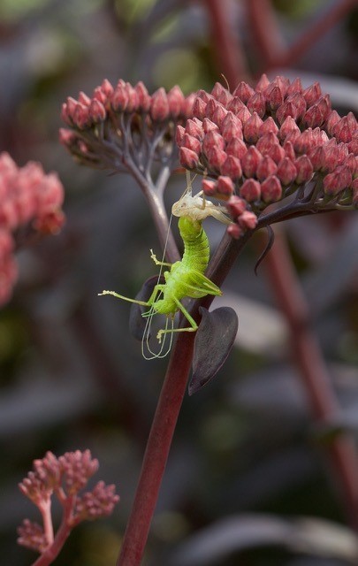 Leptophyes punctatissima, - Speckled Bush Cricket, (shedding its skin), Breezy Knees Gardens, Yorks.