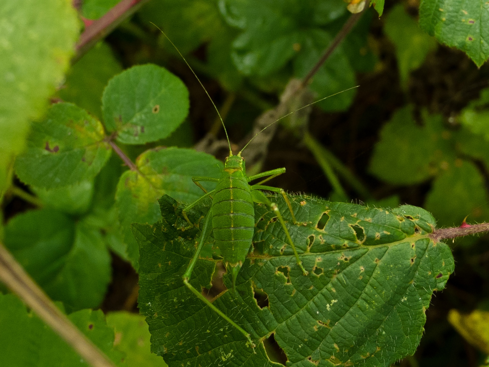 Leptophyes punctatissima - Speckled Bush Cricket (Juvenile female), Barrow Hills NR