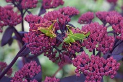 Leptophyes punctatissima - Speckled Bush Cricket,  (male and female), Breezy Knees Gardens, Yorks.