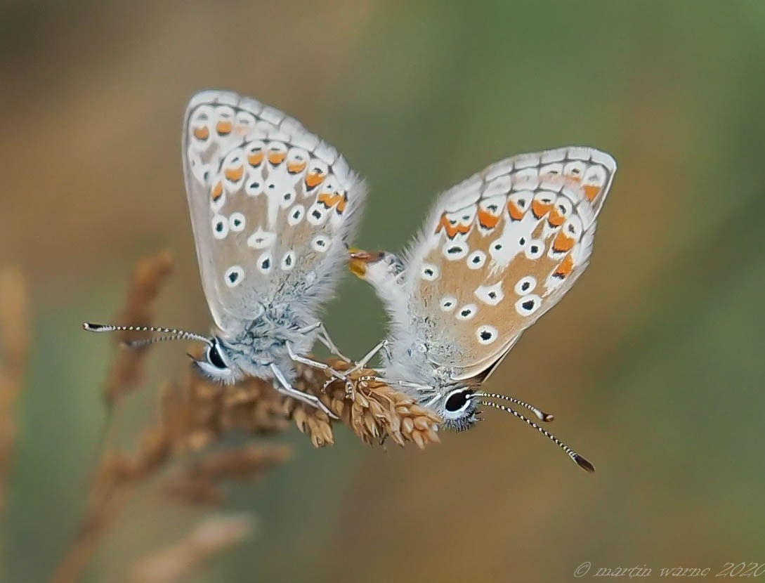 Polyommatus icarus - Common-Blue,  Thorme Moor