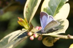 Celastrina argiolus - Holly Blue (female), Woodside Nurseries, Austerfield.