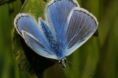 Polymmatus icarus , Common Blue
