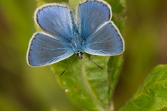 Polymmatus icarus , Common Blue