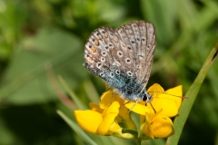Polymmatus icarus , Common Blue (male)