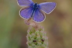 Polyommatus icarus - Common-Blue, Woodside Nurseries, Austerfield.