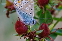 Polyommatus icarus - Common-Blue, Woodside Nurseries, Austerfield.