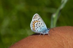 Plebejus argus - Silver-studded Blue (male), N Notts