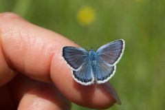 Plebejus argus - Silver-studded Blue (male),. N Notts