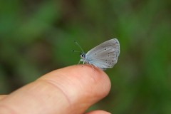 Cupido minimus - Small Blue, N Yorks