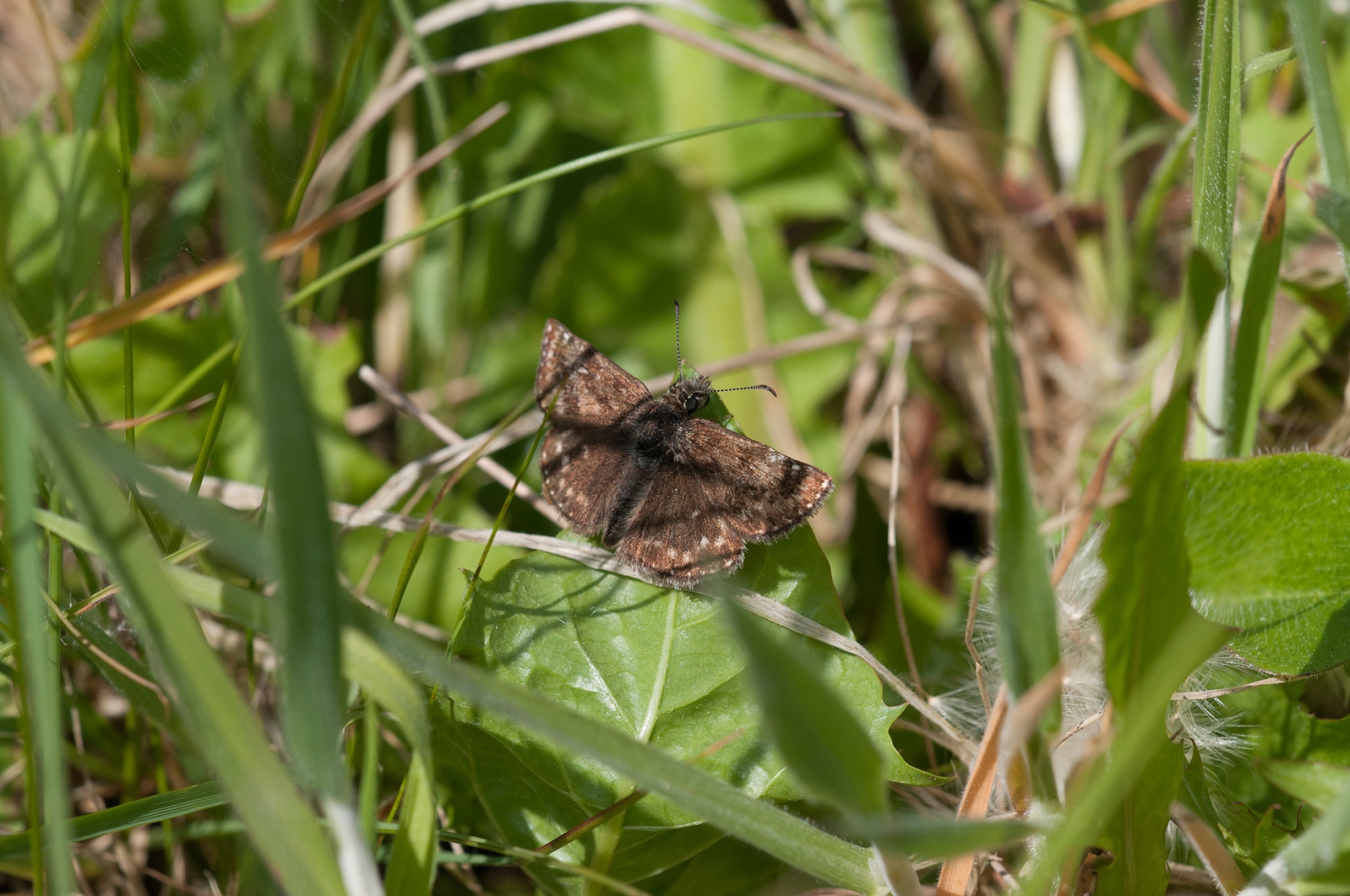 Erynnis tages - Dingy Skipper, Bevercotes Pit Wood