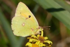 Colias croceus - Clouded Yellow, Thorne Moor
