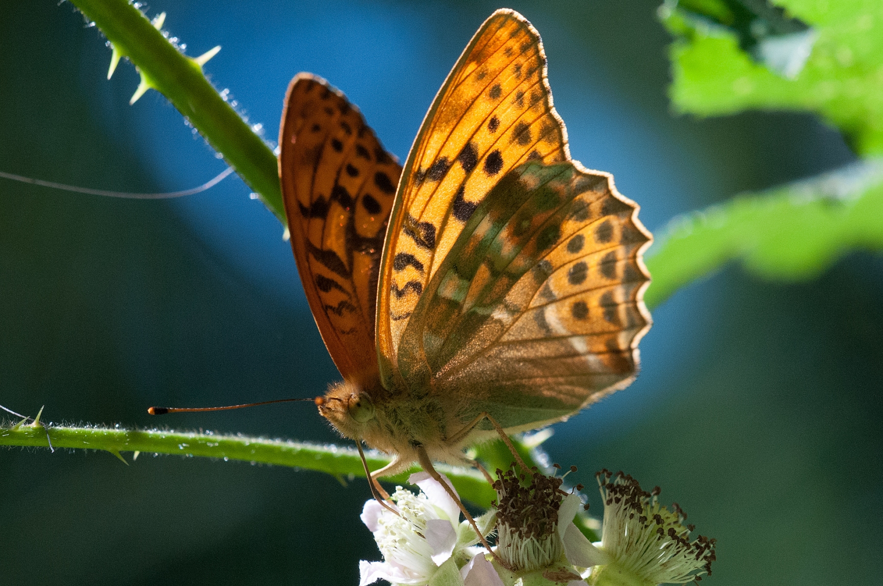 Argynnis paphia - Silver-washed Fritillary, Whitwell Wood