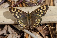 Pararge aegeria - Speckled Wood, Thorne Moore