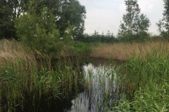 Pond on Broad Oak farm